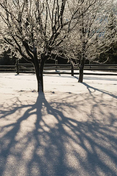 Frost Auf Den Bäumen — Stockfoto