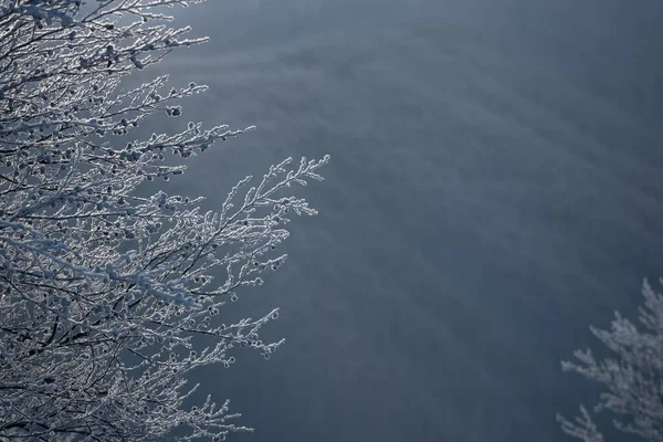 冬日的背景是寂静的树荫和霜冻 — 图库照片