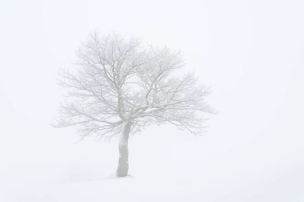 Paysage Enneigé Hivernal Minimaliste Avec Arbre Solitaire Dans Brouillard — Photo