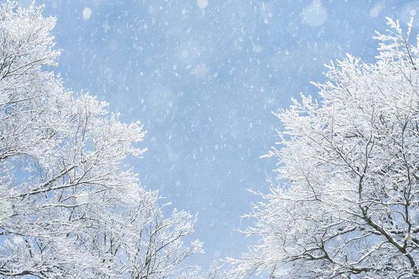 冬日背景 双侧边疆乔木分枝在霜冻中 — 图库照片