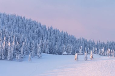 Dağ yamacında karla kaplı ladin ormanlı kış sabahı manzarası