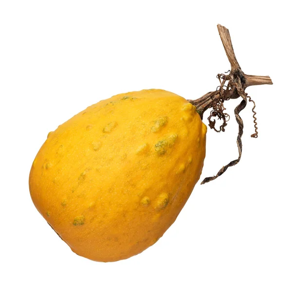 Gula Dekorativa Gourds Isolerad Vit Bakgrund — Stockfoto
