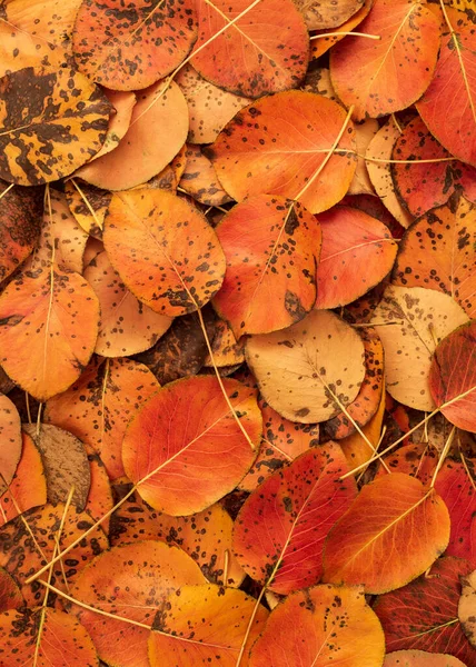Lebendiger Herbst Laubhintergrund — Stockfoto