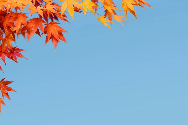 Autumn Background Maple Branch Blue Sky Royalty Free Stock Photos