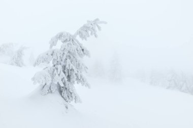 Karlı köknar ağacı olan kış manzarası