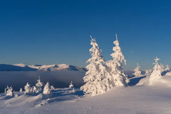 Paisagem Inverno Ensolarada Com Árvores Cobertas Neve Abeto Nas Montanhas Fotos De Bancos De Imagens