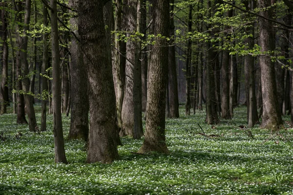Les Anémones Fleurissent Dans Forêt Feuillus Printemps Photos De Stock Libres De Droits