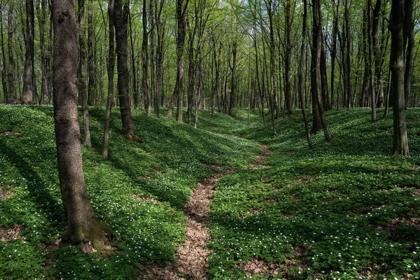 Весняний Лісовий Пейзаж Квітучим Білим Анемоном Пишною Зеленню Стежкою Між Стокова Картинка