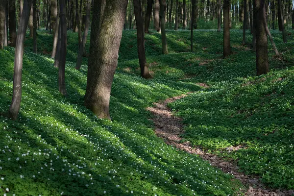 Beech Forest Blooming Anemone Path Spring — Stock Photo, Image