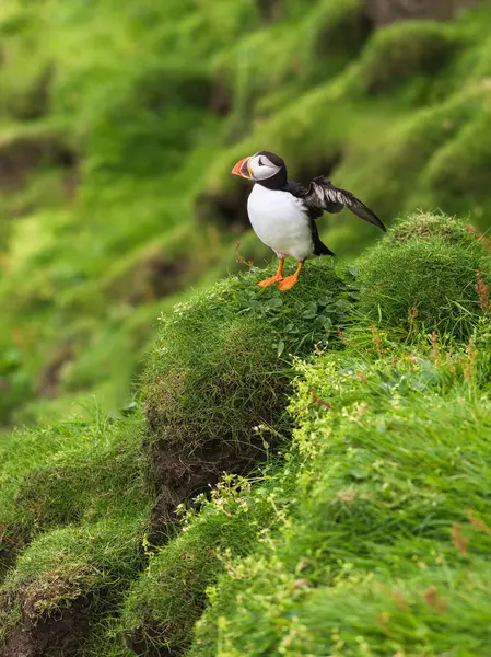 Puffin Spread Wings Mykines Faroe Islands — Stock Photo, Image