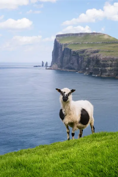 法罗群岛Tjornuvik市Streymoy岛上有黑斑的白绵羊 免版税图库图片