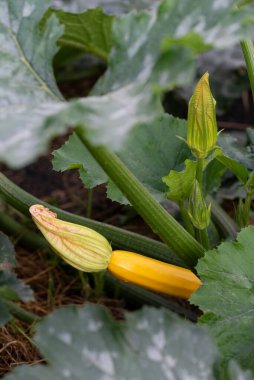 Zucchini Plant with Young Yellow Squash