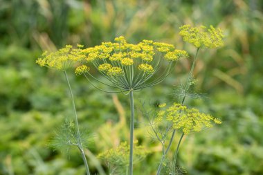 Sebze Bahçesinde Çiçek Açan Dill
