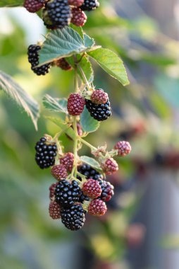 Dallardaki Taze Böğürtlenler