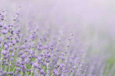 Lavanta Bulanık Arkaplan ile çiçek açar