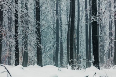 Snowy forest in december in Lower Silesia, Poland 