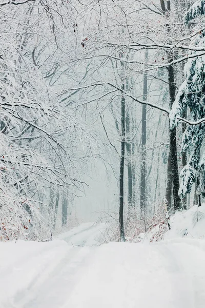 Snowy Forest December Lower Silesia Poland — Stockfoto