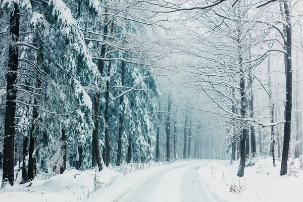 Snowy forest in december in Lower Silesia, Poland 