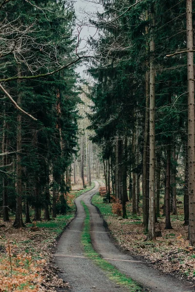 波兰苏代斯松树林的乡村道路 图库照片