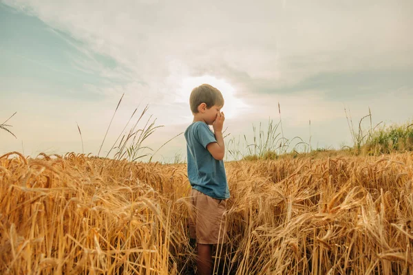 夏には黄色い小麦畑の青いシャツの男の子 — ストック写真