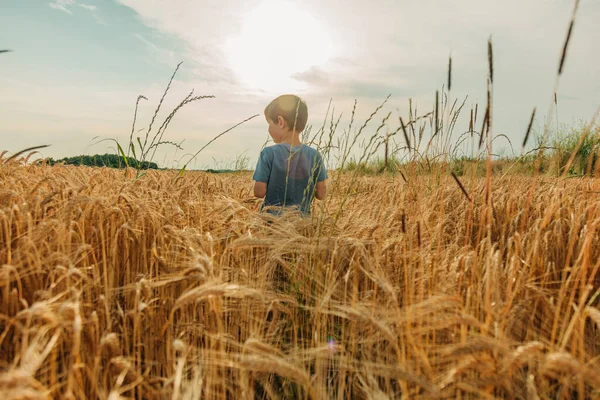 Yazın Sarı Buğday Tarlasında Mavi Gömlekli Küçük Çocuk — Stok fotoğraf