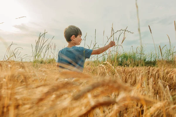 Маленький Хлопчик Блакитній Сорочці Жовтому Пшеничному Полі Літній Час — стокове фото