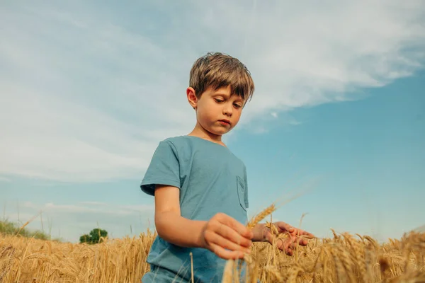 Little Boy Blue Shirt Yellow Wheat Field Summer Time — Stock Photo, Image