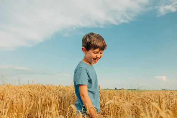 Yazın Sarı Buğday Tarlasında Mavi Gömlekli Küçük Çocuk — Stok fotoğraf