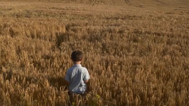 Мальчик Пшеничном Поле Летнее Время — стоковое видео