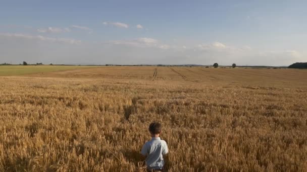 Мальчик Пшеничном Поле Летнее Время — стоковое видео