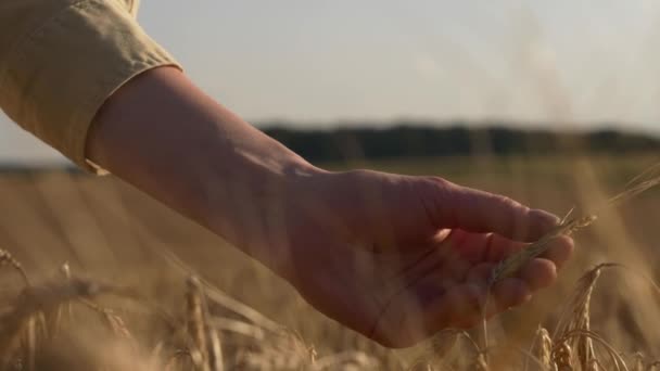 Žena Farmář Košili Dotýká Hřeby Pšeničném Poli Zblízka Pohled — Stock video