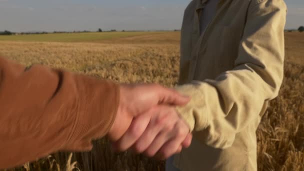 Жіночий Чоловічий Фермери Рукостисканням Жовтому Пшеничному Полі Польща — стокове відео