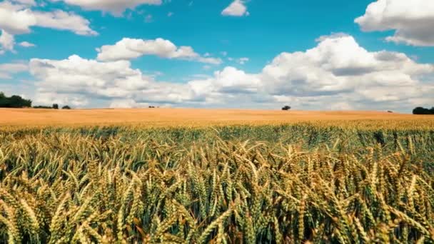 Video Golden Wheat Field Blue Sky Clouds Background — Stock Video