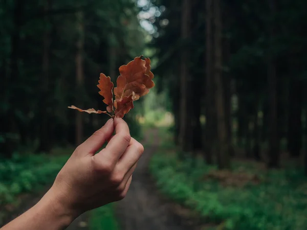 森で手のオークの葉を保持する女性 ストックフォト