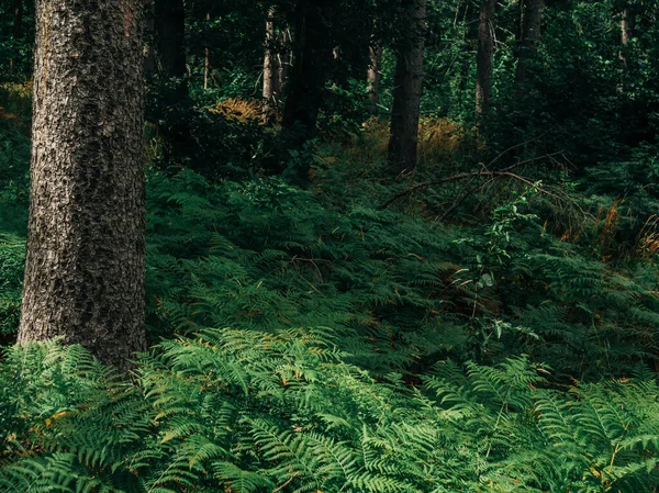 波兰下西里西亚夏季森林中的松树树干和蕨类 免版税图库照片
