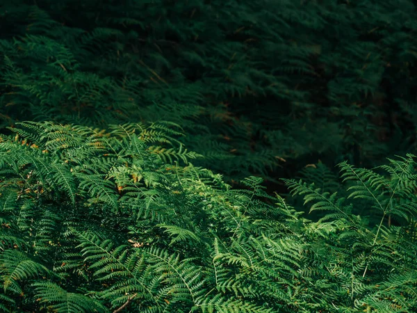 森林中蕨叶的遮挡景观 图库照片