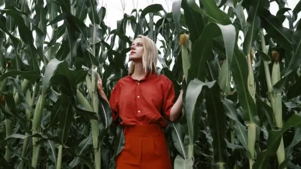 Женщина Стильной Оранжевой Рубашке Брюках Посреди Кукурузного Поля Польша — стоковое видео