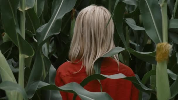 Vrouw Stijlvol Oranje Shirt Broek Het Midden Van Een Maïsveld — Stockvideo
