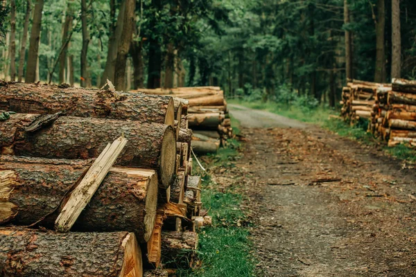 Spruce Logs Weg Het Bos Polen Stockfoto