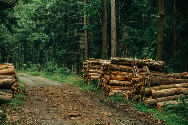 ポーランド 森林の道路上のスプルースのログ ストック画像