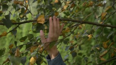 Sonbaharda kadın eli huş ağacının yapraklarına dokunur.