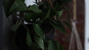 Evdeki yeşil bitkiye bak