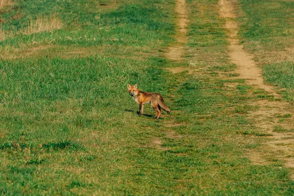 春の緑の草の上の小さな野生の狐 ポーランド ロイヤリティフリーのストック写真