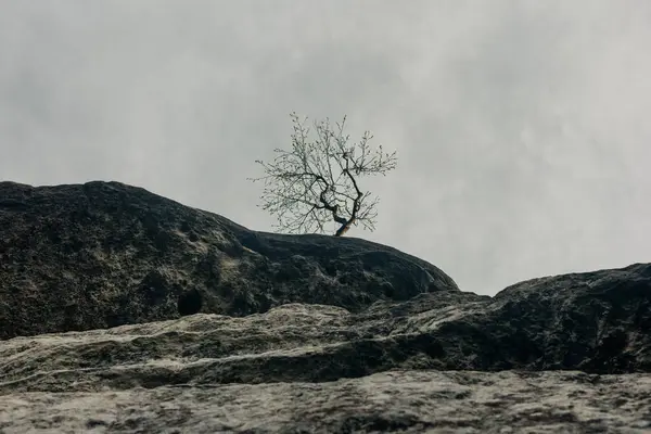 Sudetes 산맥에 Stote의 상단에 외로운 나무에 스톡 사진