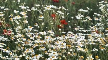 Yazın papatyaları olan bir çayırın yakın görüntüsü