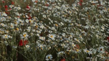 Yazın papatyaları olan bir çayırın yakın görüntüsü