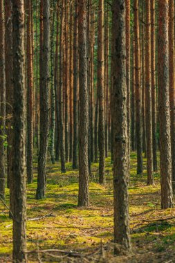 Ormana bir sıra genç çam ekildi.