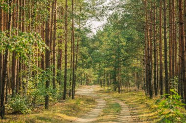 A row of young pines planted in the forest clipart