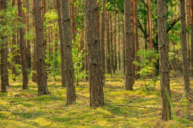 Ormana bir sıra genç çam ekildi.