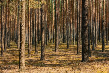 Ormana bir sıra genç çam ekildi.
